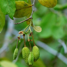 Varios frutos verdes y verrugosos colgando juntos.