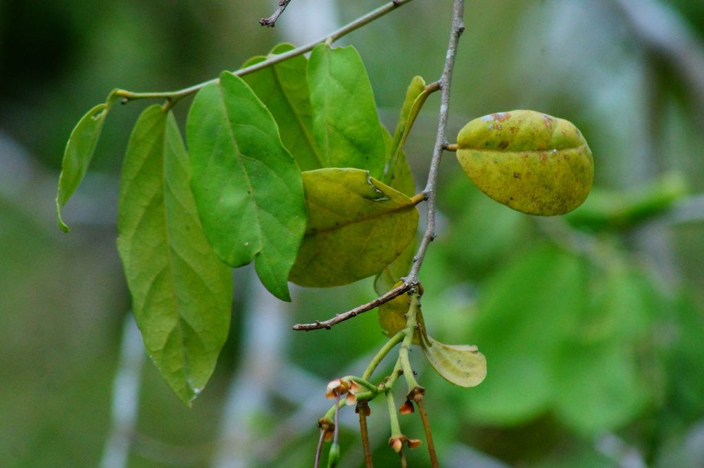 Hojas de haz brillante y un fruto joven en la rama.