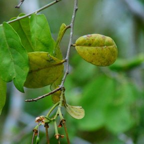 Hojas de haz brillante y un fruto joven en la rama.