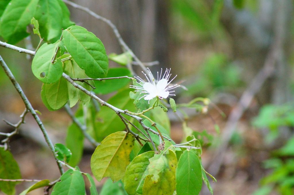Flor blanca abierta entre hojas verdes.