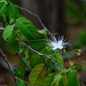 Flor blanca de estambres largos, abierta en una rama.