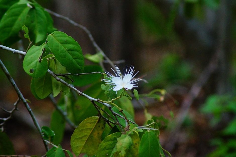 Flor blanca de estambres largos, abierta en una rama.