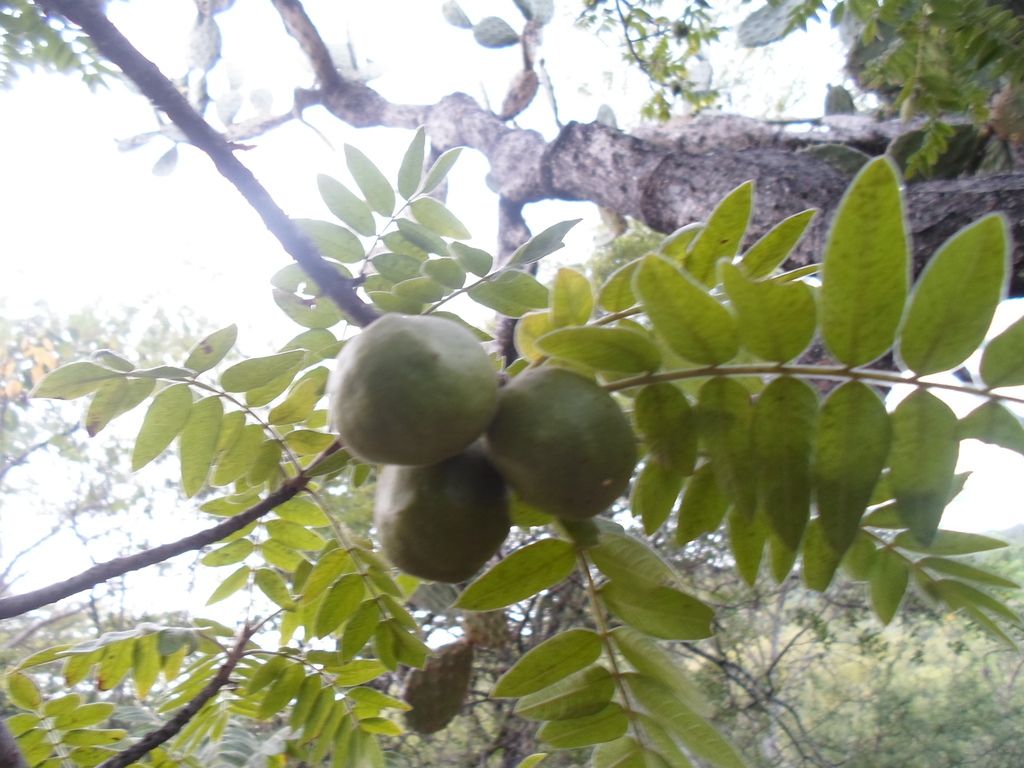 Frutos verdes colgando entre hojas compuestas.