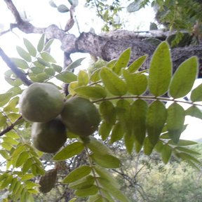 Frutos verdes colgando entre hojas compuestas.