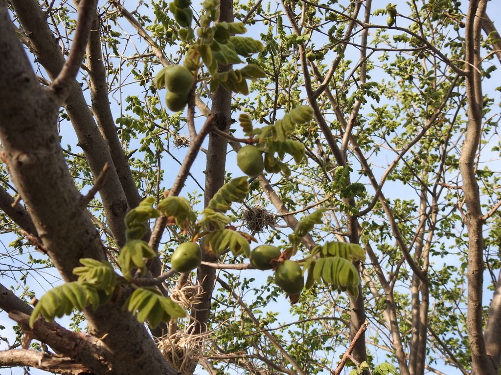 Ramas con frutos verdes y hojas nuevas, contra el cielo.