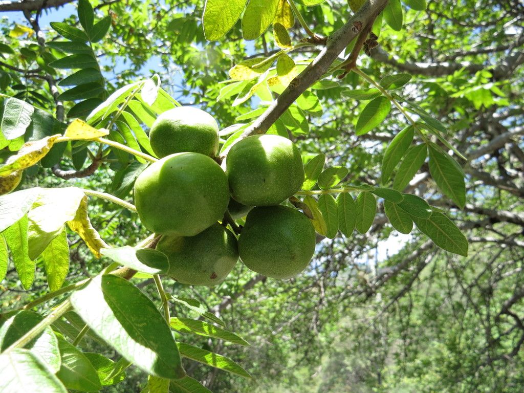 Racimo de frutos verdes entre el follaje.