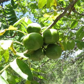 Racimo de frutos verdes entre el follaje.