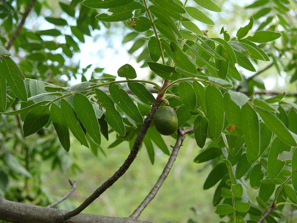 Hojas compuestas de foliolos estrechos, con un fruto en la rama.