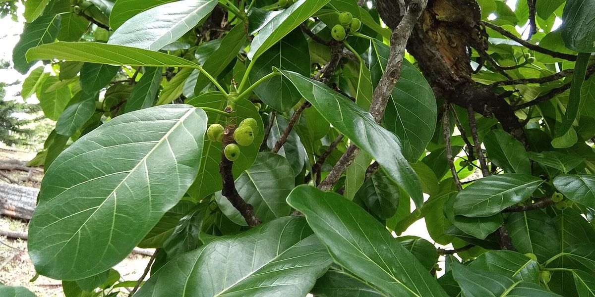 Higos pequeños y verdes entre las hojas de una rama.