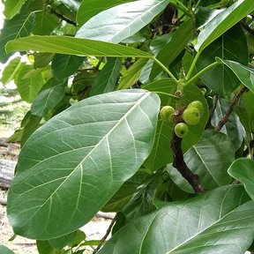 Higos pequeños y verdes entre las hojas de una rama.