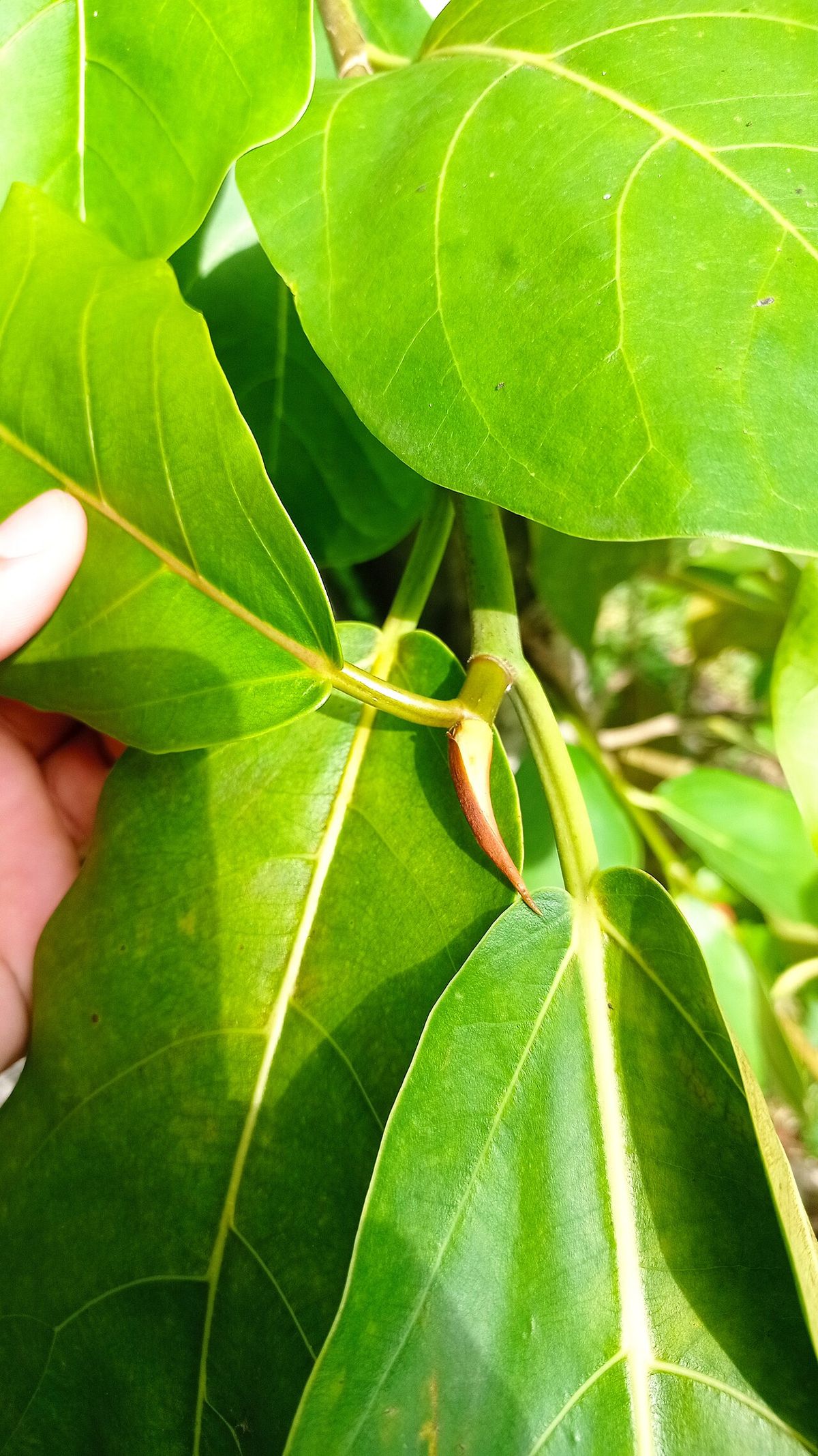 Una mano sostiene una rama con hojas anchas y nervadas.