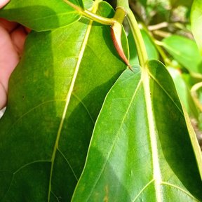 Una mano sostiene una rama con hojas anchas y nervadas.