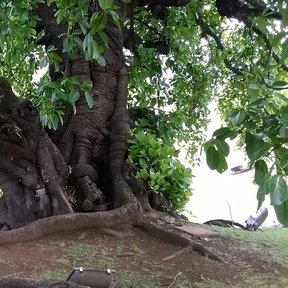 Higuera vieja de tronco ensanchado y ramas largas y bajas.