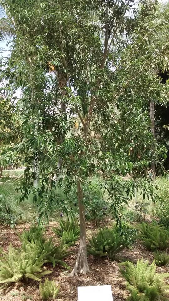 Árbol joven de copa colgante en un arriate de jardín.