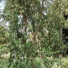 Árbol joven de copa colgante en un arriate de jardín.