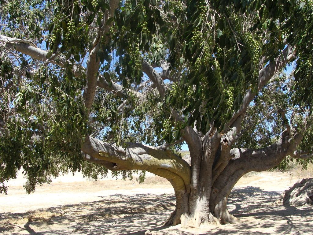 Higuera vieja de tronco ensanchado y ramas retorcidas.