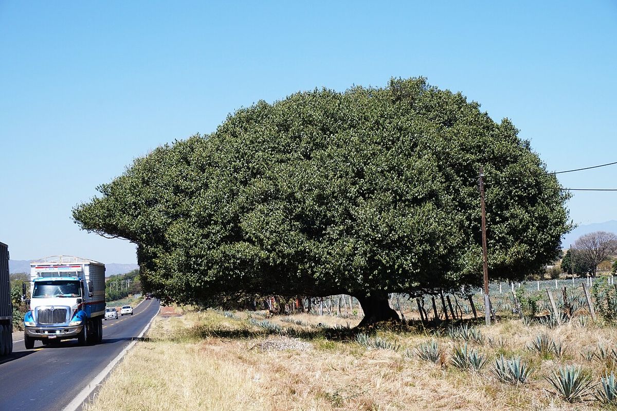 Higuera enorme de copa en cúpula junto a una carretera.