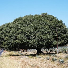 Higuera enorme de copa en cúpula junto a una carretera.