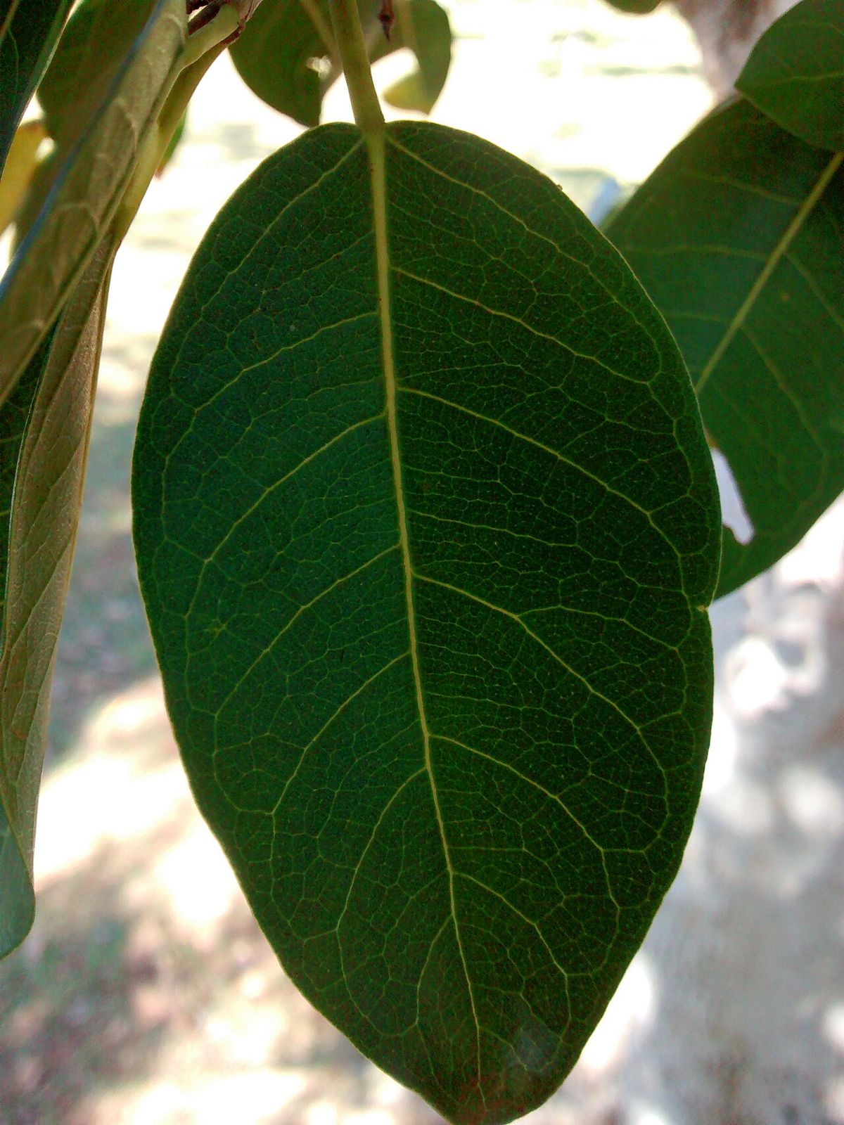 Hoja entera y brillante, con la nervadura marcada.