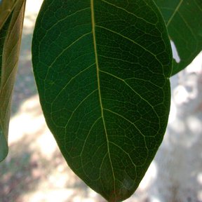 Hoja entera y brillante, con la nervadura marcada.