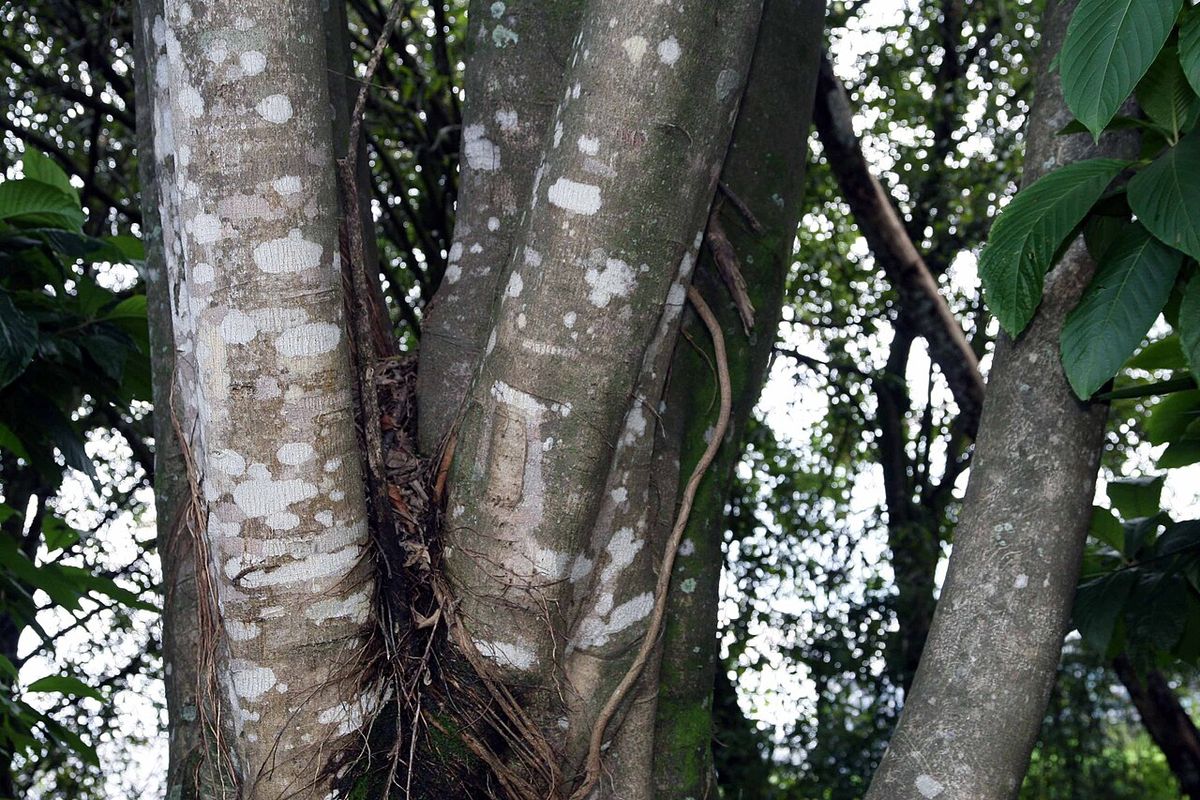 Troncos lisos con lenticelas claras y raíces adventicias.