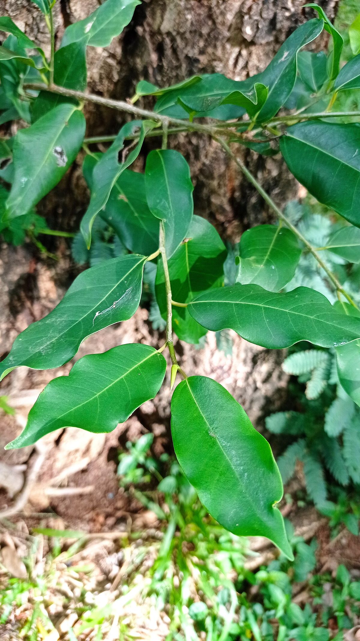 Ramas con hojas brillantes sobre el tronco de un árbol.