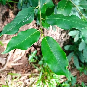 Ramas con hojas brillantes sobre el tronco de un árbol.