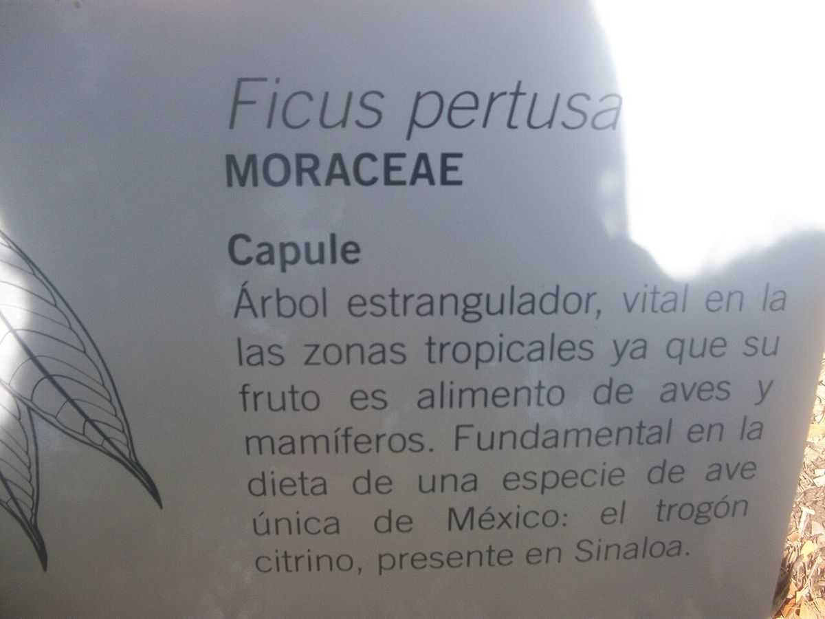 Cédula de jardín botánico con el nombre y una nota sobre la especie.