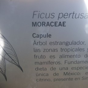 Cédula de jardín botánico con el nombre y una nota sobre la especie.