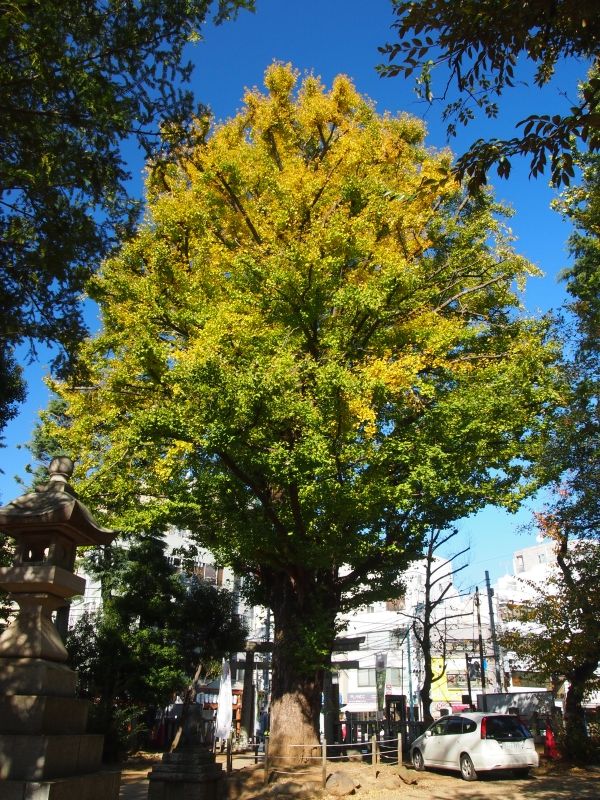 Árbol maduro de copa dorada en otoño, junto a un santuario.