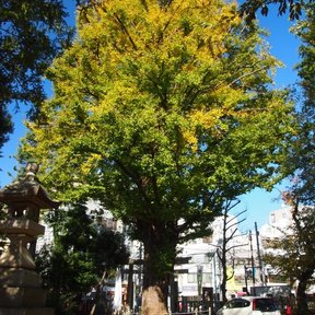 Árbol maduro de copa dorada en otoño, junto a un santuario.