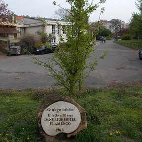 Ejemplar joven de copa estrecha, con una placa de piedra al pie.