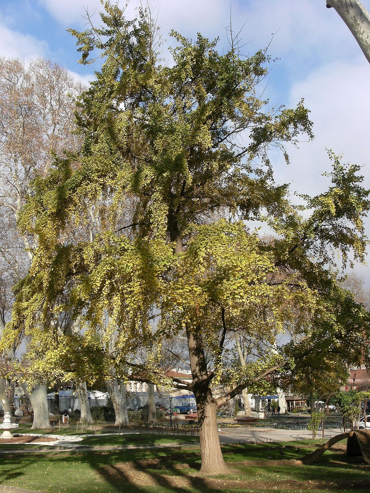 Árbol grande de copa amplia y ramas bajas, en un parque.