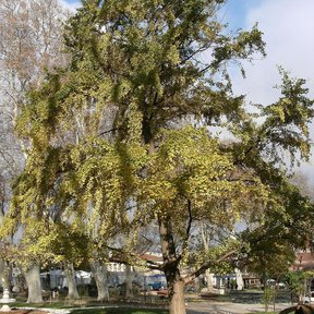 Árbol grande de copa amplia y ramas bajas, en un parque.