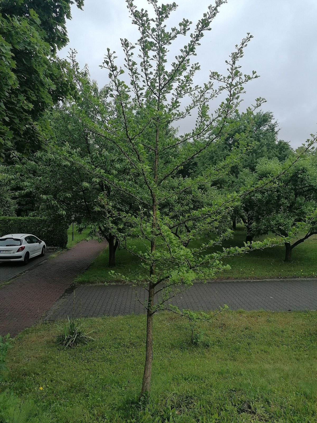 Árbol joven en un prado, todavía de tronco delgado.