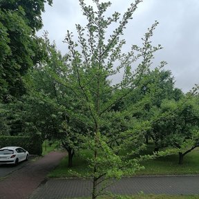 Árbol joven en un prado, todavía de tronco delgado.