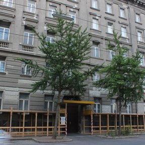 Dos ginkgos estrechos y altos frente a la fachada de un edificio.