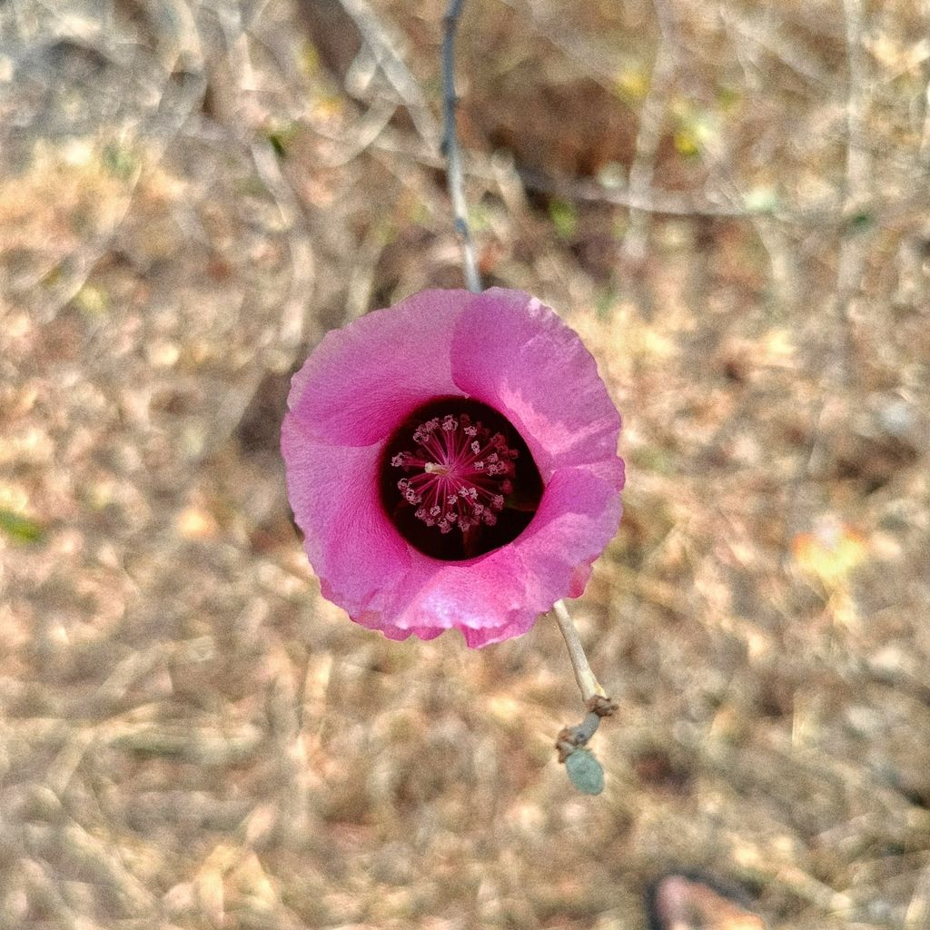 Flor rosa de centro oscuro, abierta sobre el suelo seco.