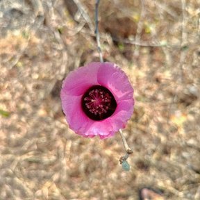 Flor rosa de centro oscuro, abierta sobre el suelo seco.
