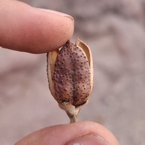Cápsula abierta sostenida entre dos dedos, con la semilla dentro.