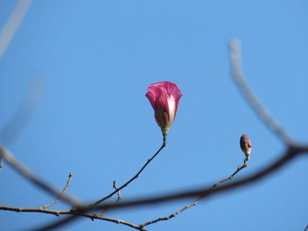 Flor rosa en una rama sin hojas, contra el cielo.