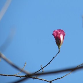 Flor rosa en una rama sin hojas, contra el cielo.