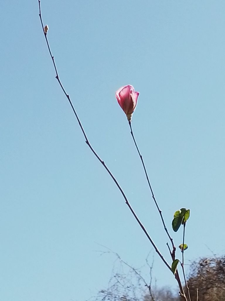 Capullo rosa en el extremo de una vara delgada, contra el cielo.