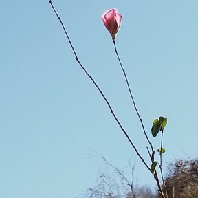 Capullo rosa en el extremo de una vara delgada, contra el cielo.