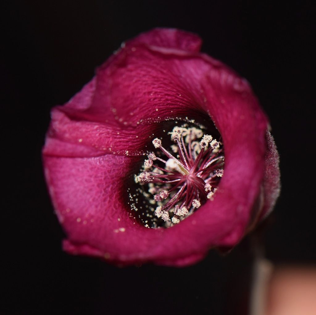 Flor rosa oscura vista de frente, con el centro lleno de polen.