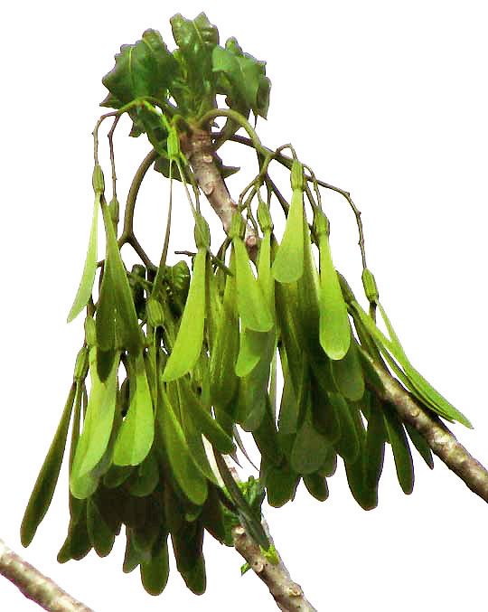 Frutos alados agrupados en una rama, sobre fondo blanco.