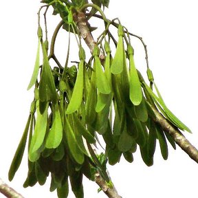 Frutos alados agrupados en una rama, sobre fondo blanco.