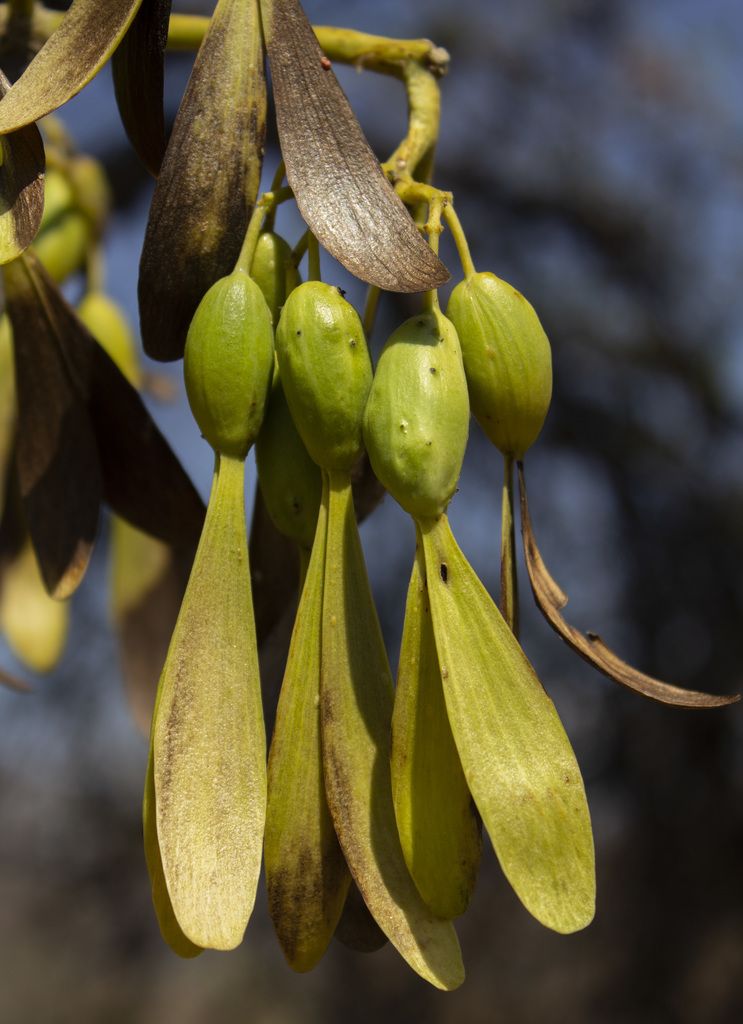 Frutos alados colgando en racimo, ya secos y amarillentos.