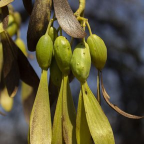 Frutos alados colgando en racimo, ya secos y amarillentos.