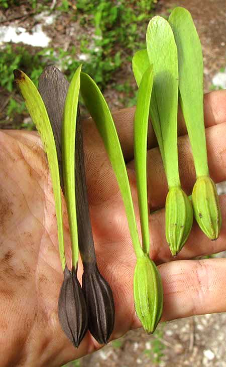 Una mano sostiene varios frutos alados, verdes y secos.